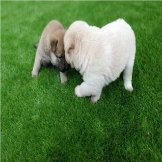 Erba per animali domestici